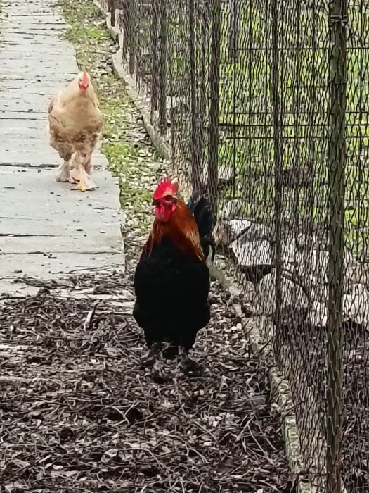 Vând cocoși tineret 100 Ron brahma