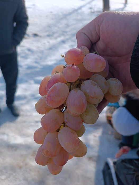 Taypi uzum ko'chatlar