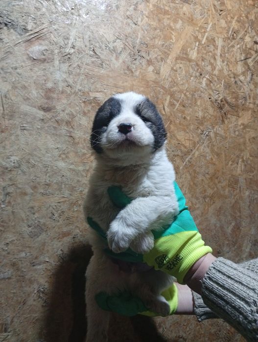 Продам щенка САО Алабай