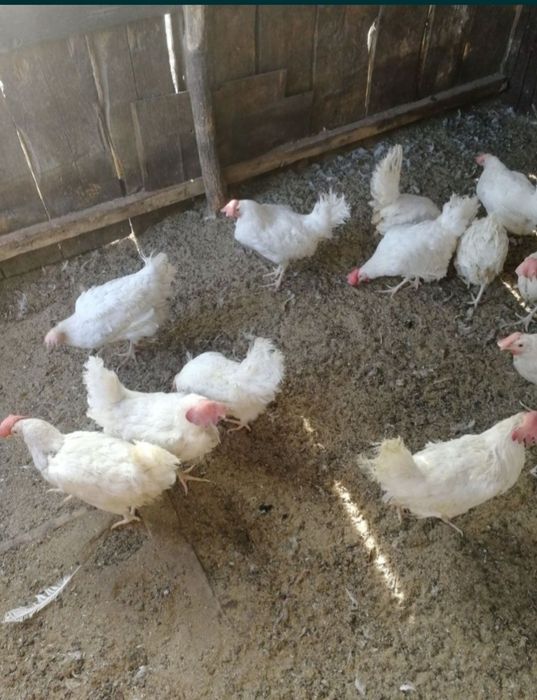 Молодые несушки легорн