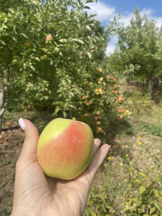 Продам яблоки разного сорта