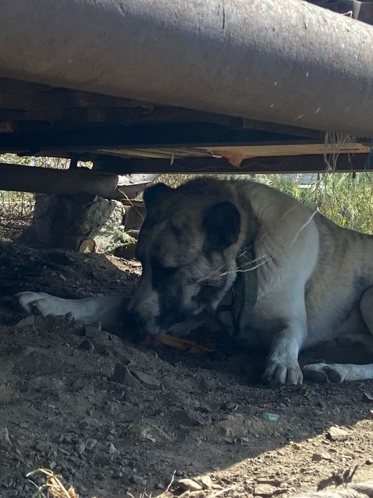 Собака алабай добрая