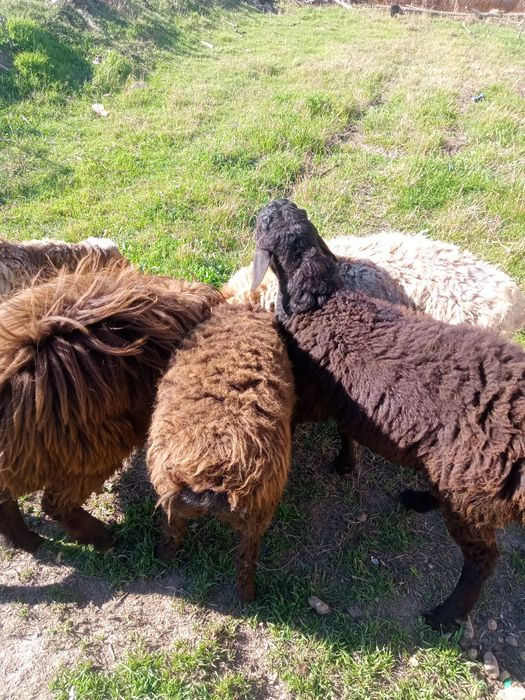 Ideal qoylar sotiladi