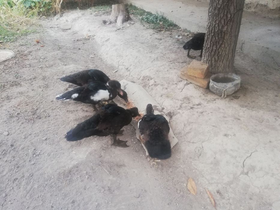 Indoutka o'rdaklar sotiladi