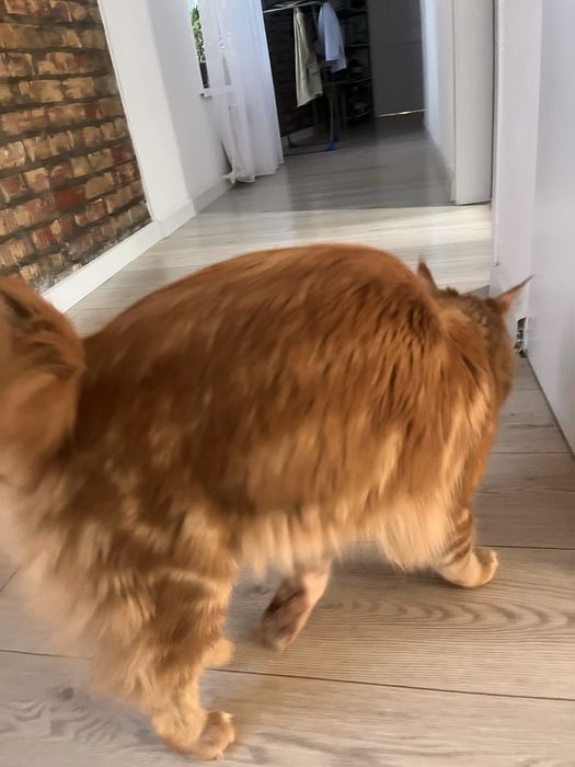 Отдадим кота мэйнкуна