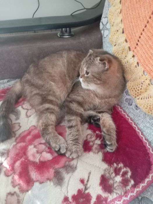 Кошечка девочка молодая