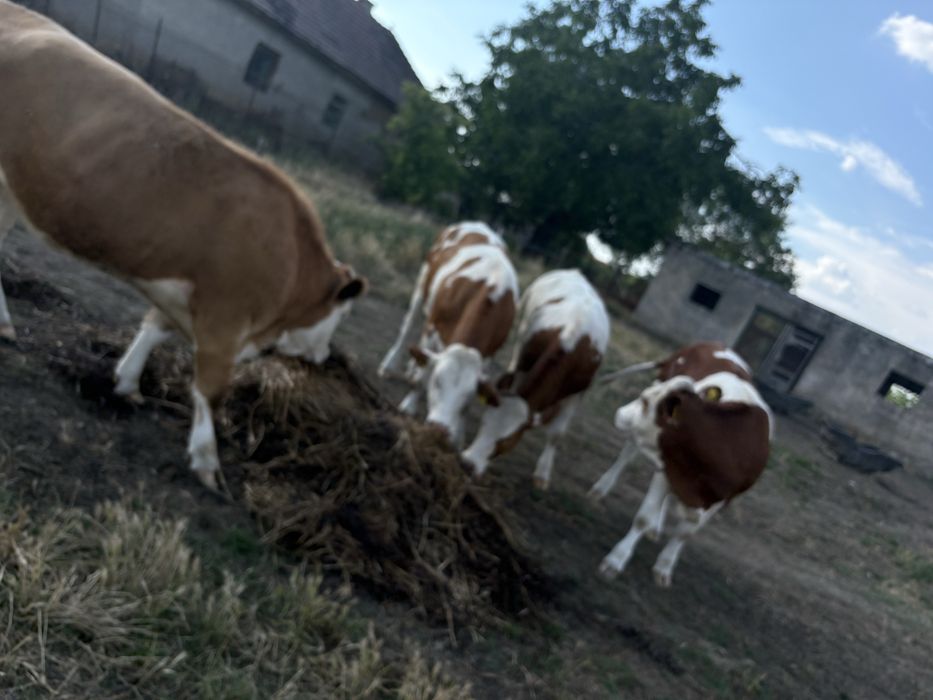 Vand 5 juninci (baltata romaneasca)