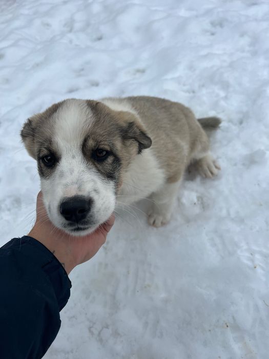 Donez cățelușă vârsta 3 luni