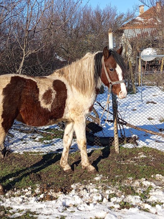 Продава се мъжки жребец.