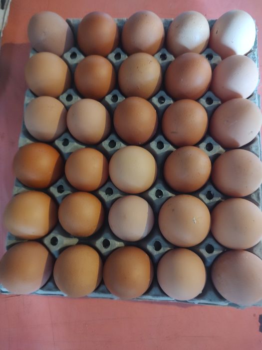 Vând găini ouătoare și ouă