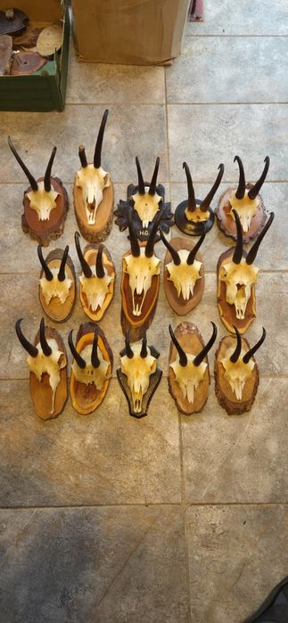 Vand colectie de coarne si trofee de cerb carpatin lopatar caprior capra neagra ren bivol si berbec. Vedeti  pozele atasate la anunt.