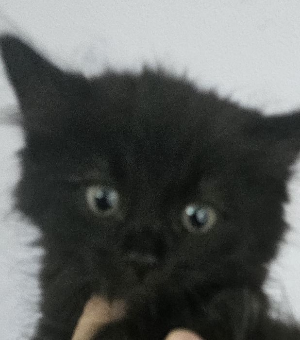 Котята  красотульки.