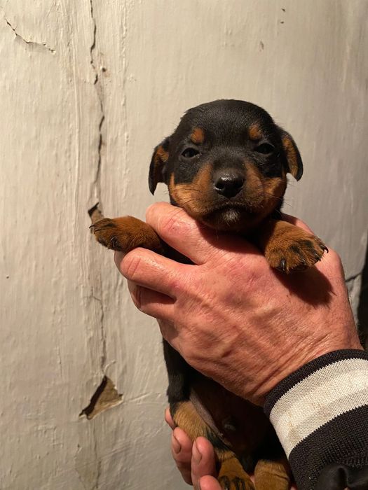 Щенки-ягдтерьеры