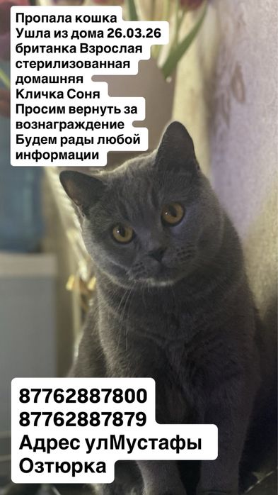 Пропала кошка район Тайвань