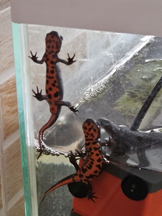 Китайский огнебрюхий тритон.