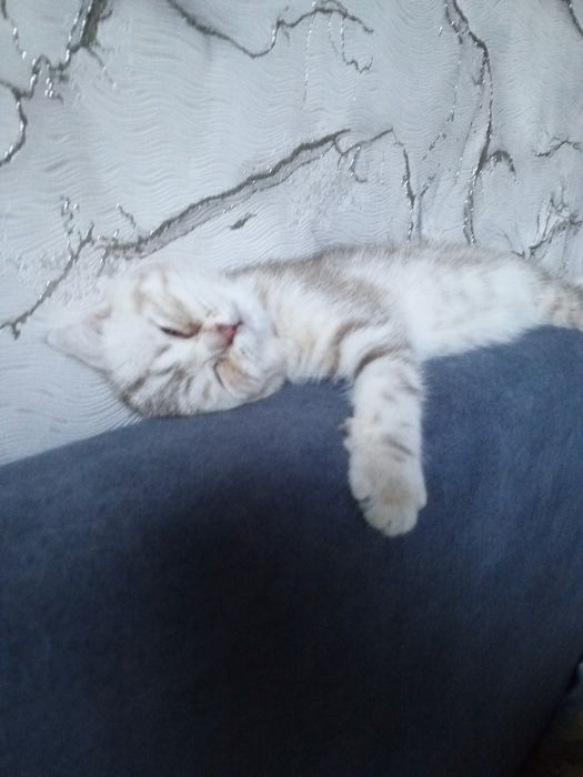 Котята шотланские