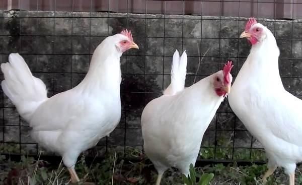 Куры несушки декалб уайт