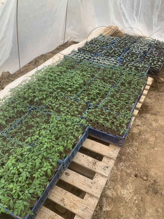 Предлагаме разсад чушки,домати,краставици, дини и пъпеш!!!