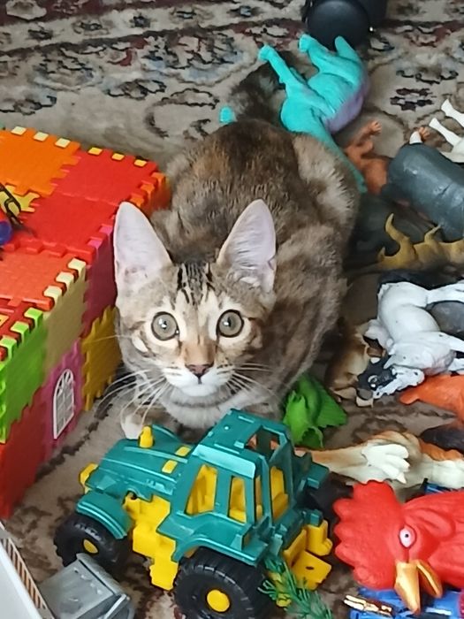 Бенгальский котёнок