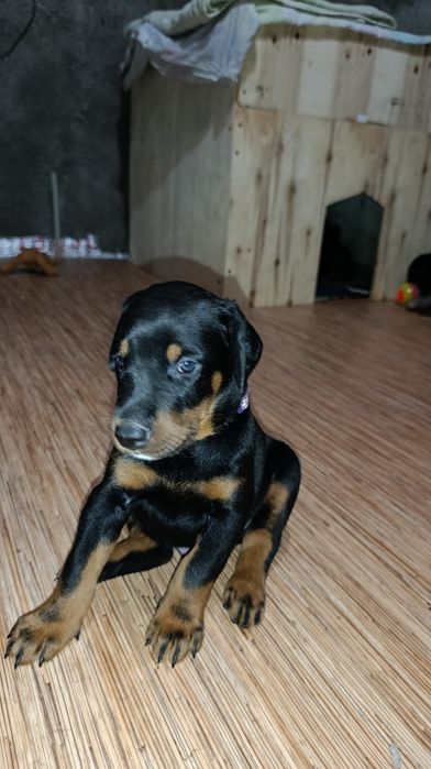 Щенки добермана Шымкент