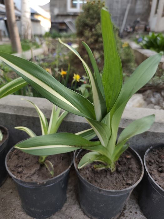 Лилейник (петушок)вариегатный