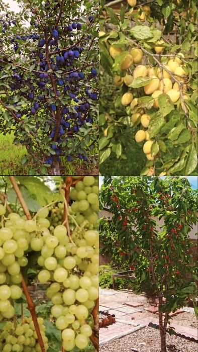 Яблони Груши сливы ясень дуб липа