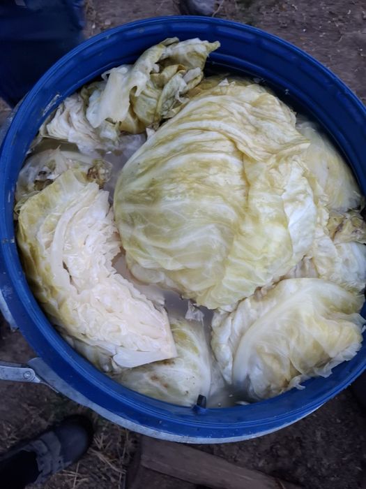 Varza murata Romaneasca si Marlo