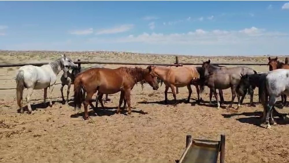 Бір үйір Жылқы сатылады. 13 бас