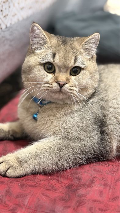 Vyaskaga zotor mushuk sergilida