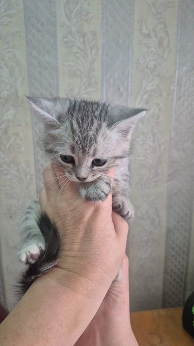 Отдам котят есть мальчики