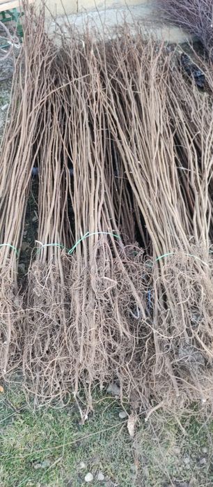 Puieți salcâm frasin tei fag carpen stejar mesteacăn plop brad molid