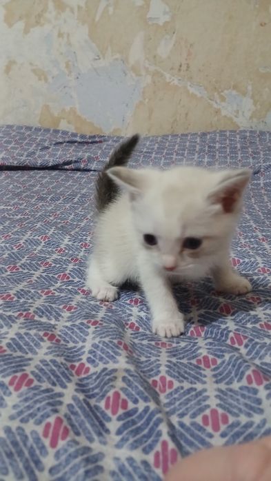 Отдам котят, все девочки