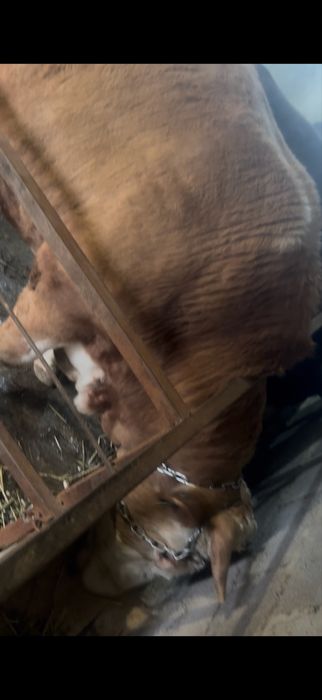 Продам племенного быка