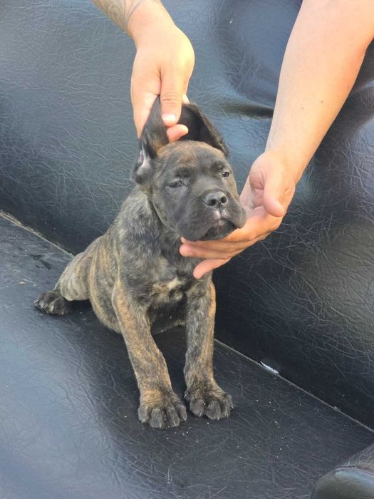 Кане корсо,Cane corso