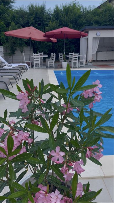 Cazare Costinesti  -  Acces la piscina - Vila Yucatan, 7 minute de gara si centru( Parcul de distractii)