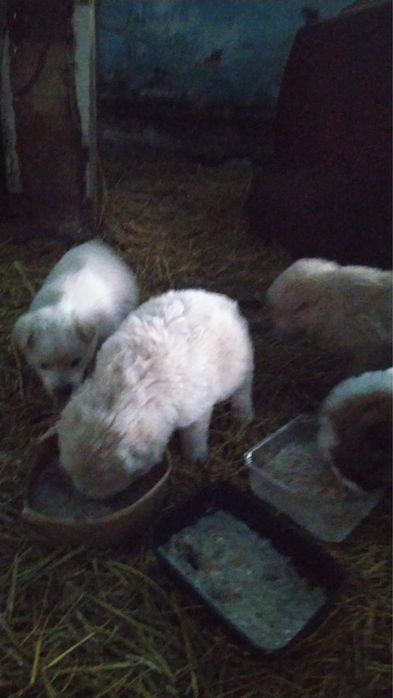 щенки бесплатно в добрые руки