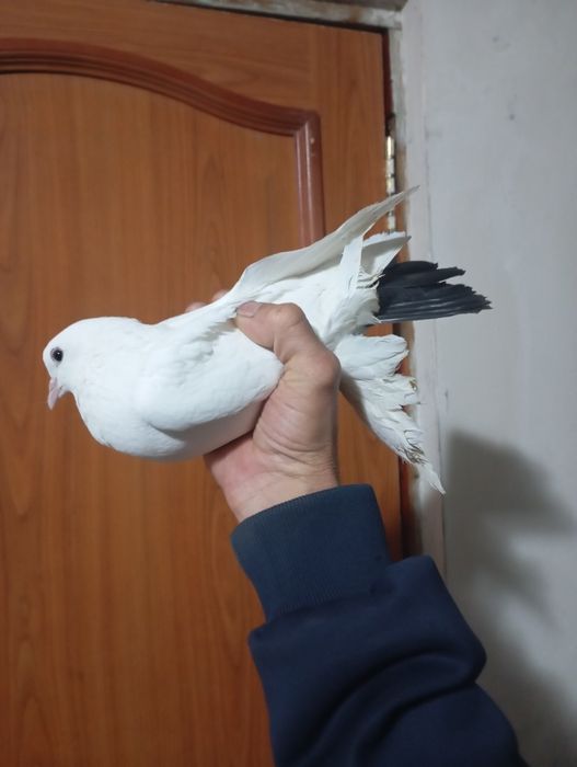Продам голубей персов и жиганов