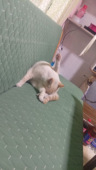 Отдам котёнка в добрые руки