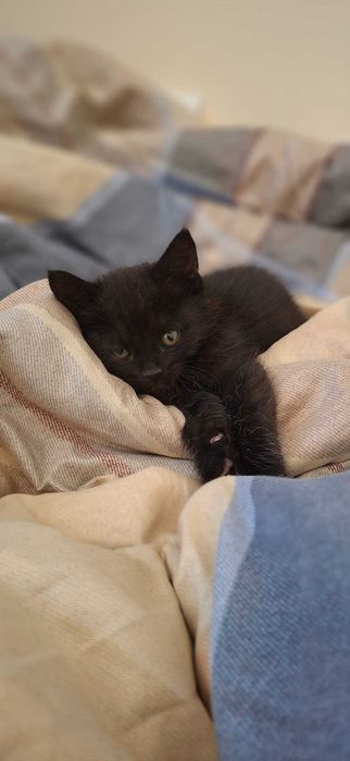 Котенок в добрые руки