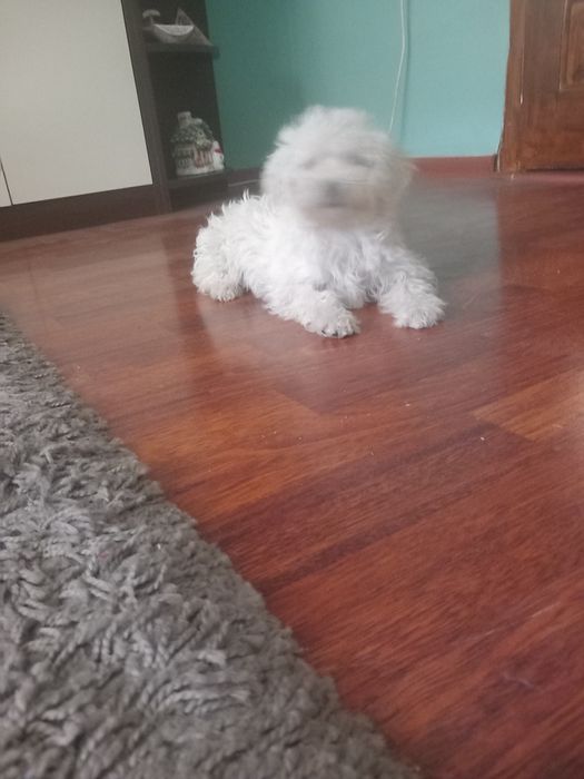 Cățelușă Bichon Maltez
