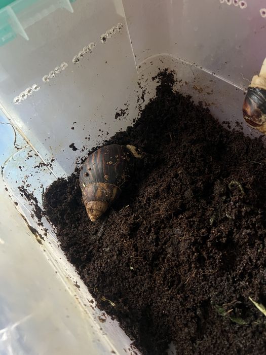 Улитки Ахатины бесплатно