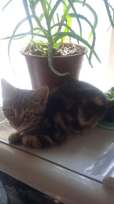 Котенок в добрые руки