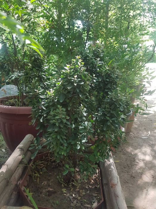 Пироканта (лат. Pyracantha)