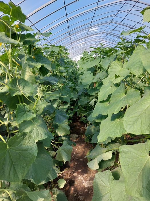 Продается теплица