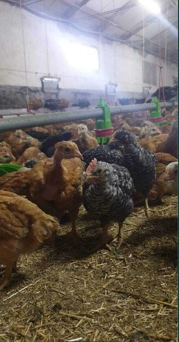Avem pui alb de carne și rasă mixta