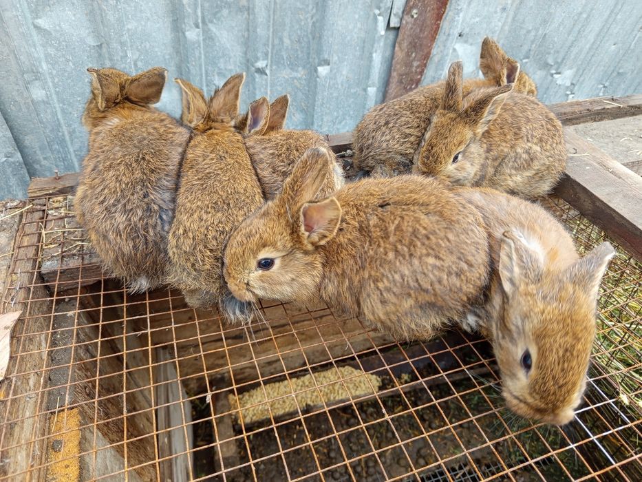 Продаётся кролики