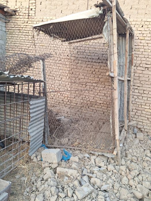 Товук катак сотилади