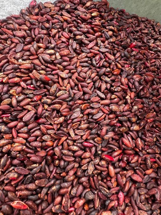 Qizil va Sariq barbaris ko'chatlari va urug'ilari sotiladi