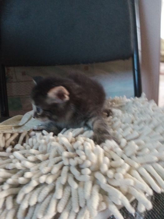 Отдам котят, бесплатно