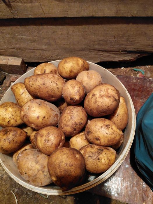 Продам картофель дачный.